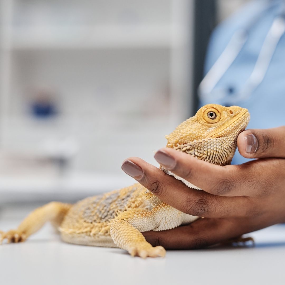 Atendimento de pets não convencionais